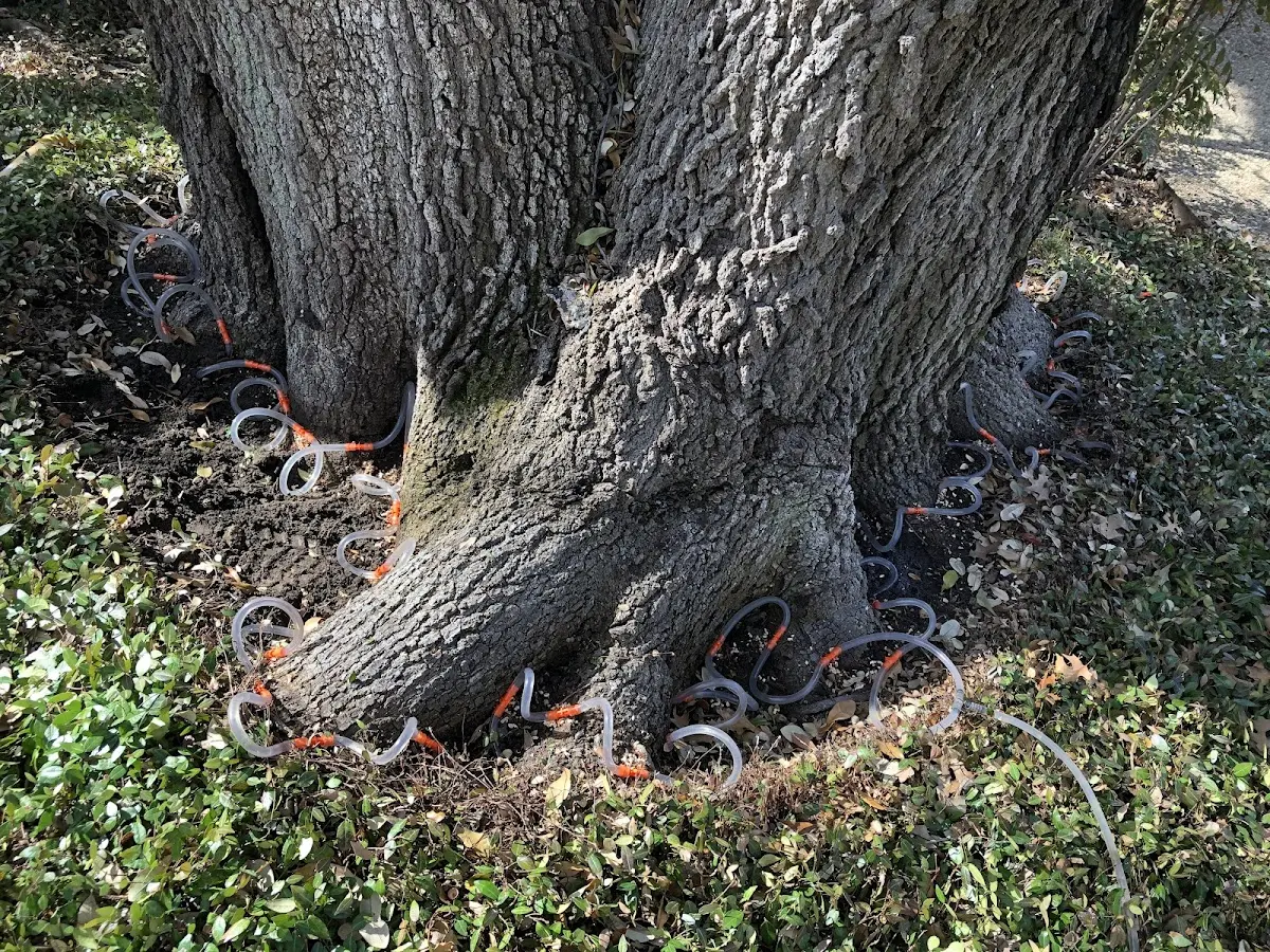Detailed Tree Cabling and Bracing job site in Fenwick Island