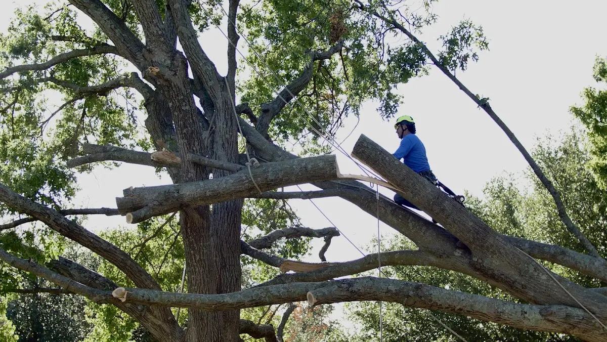 Professional Crown Thinning performed by certified arborists in Fenwick Island