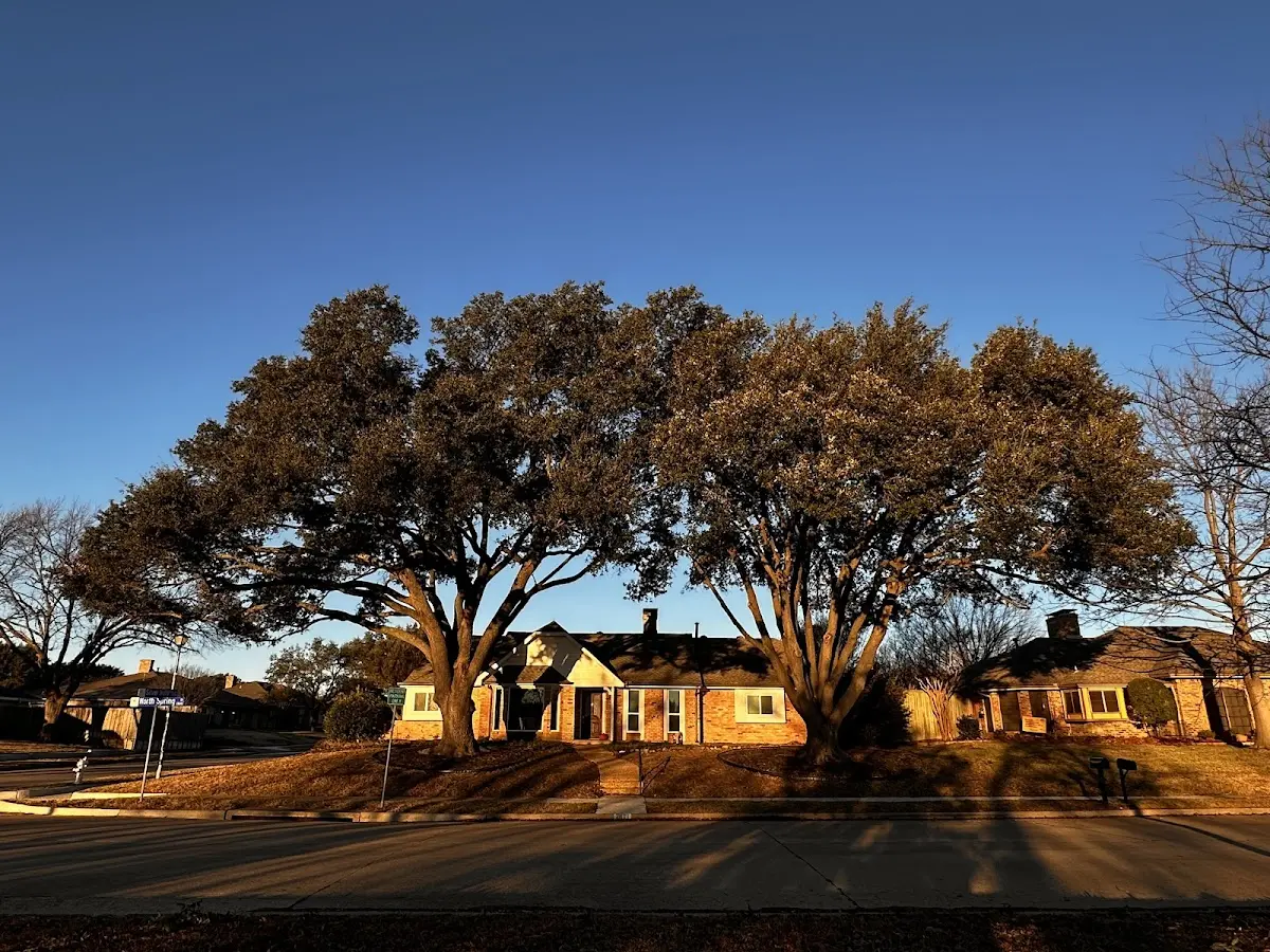 Established residential canopy tree shading a home in Fenwick Island